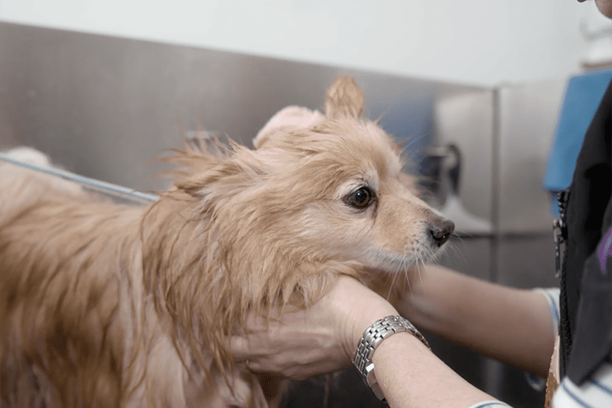 Pet Remedy Grooming Shampoo