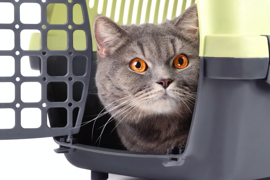 Vet Visits