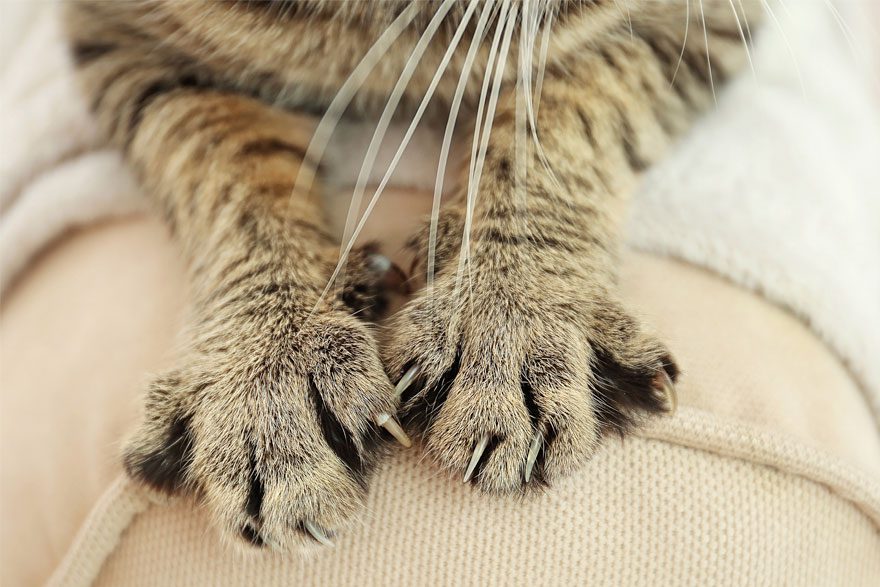 Pet Remedy for cat scratching