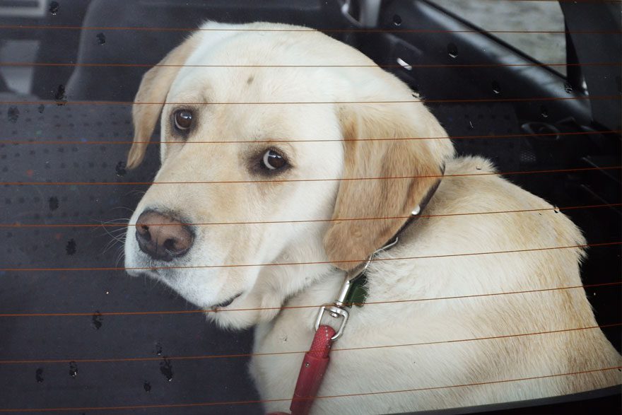 Dog stress travelling