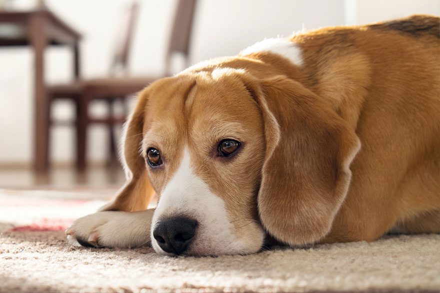 Dog seperation anxiety