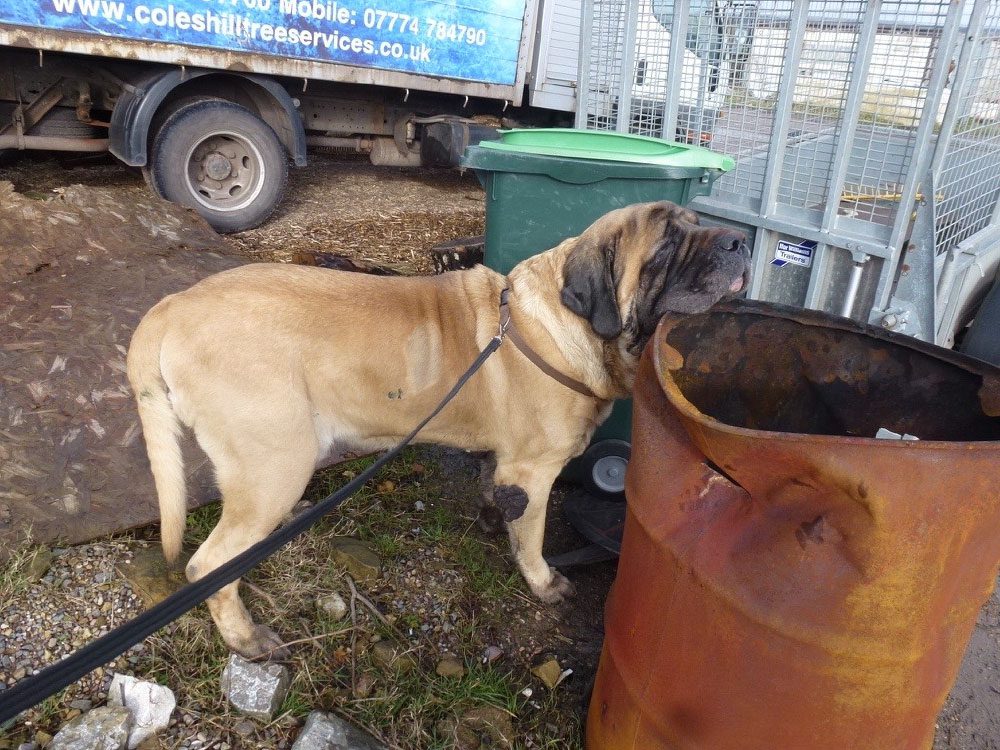 Tale of big dog