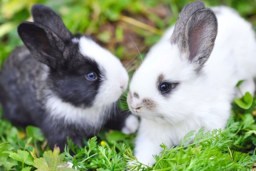 Rabbit bonding