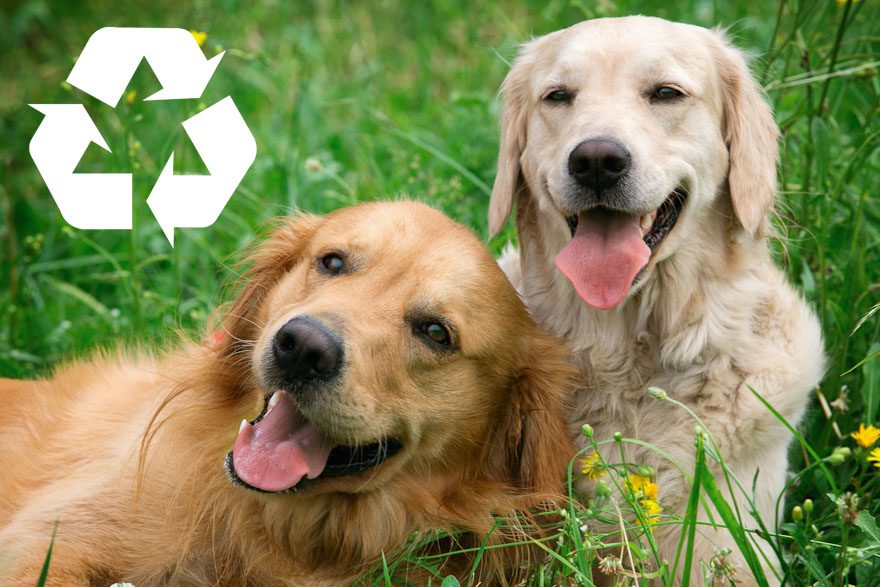 Natural calming for dogs