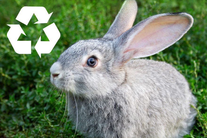 Natural calming for rabbits