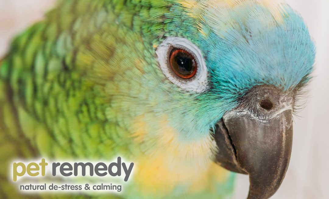Thumbnail for Reducing Learning Associated Stress In Birds