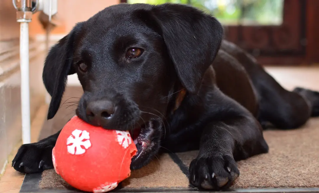 dog training