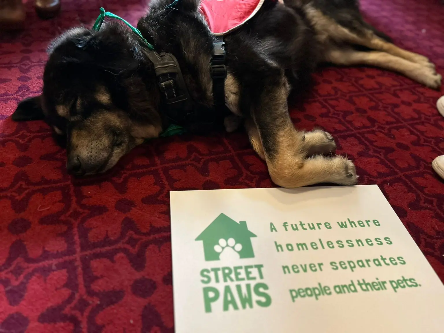 Celebrities and campaigners unite in Parliament to back Street Paws ‘No One Left Outside’ campaign