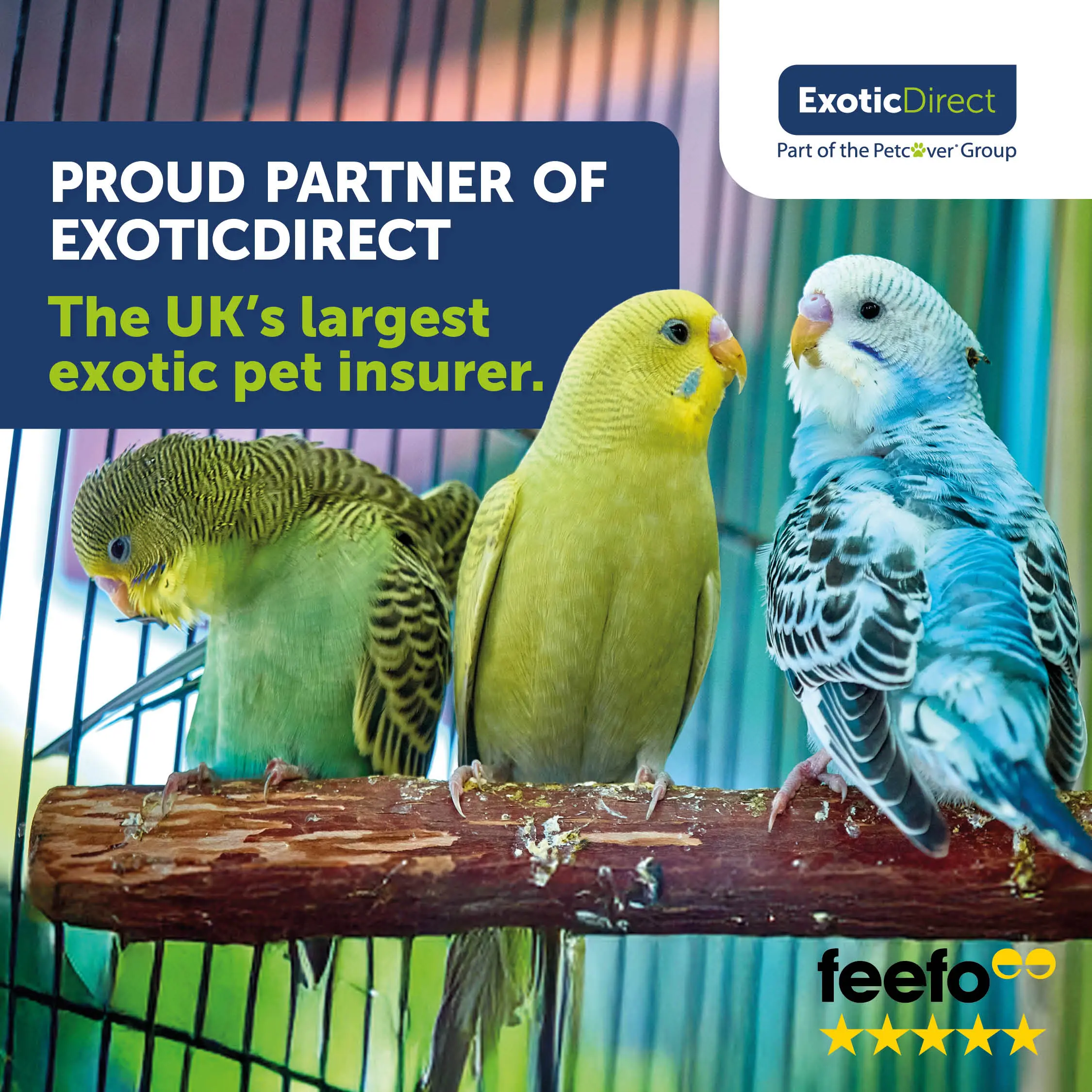 Bird ED Partnership Social 1080 x 1080 Exotic Direct pet bird insurance