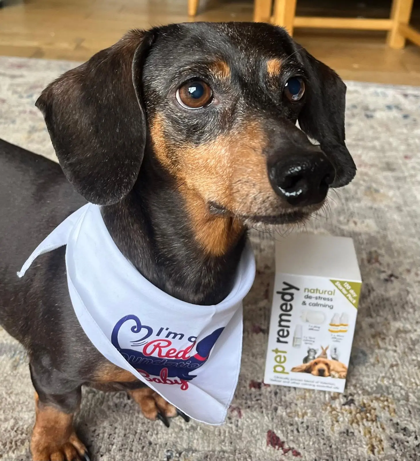 The best treat isn’t always food: How to spoil your pet safely this National Dog Day and the other ways to celebrate dogs