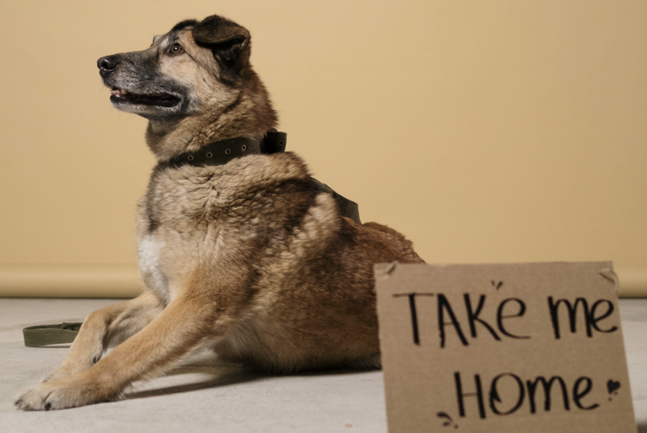 Rescuing a dog: Here’s what to really expect when you bring them home