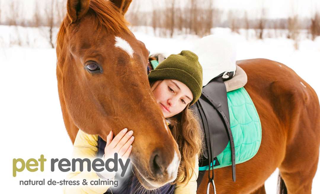Wintering Your Horse