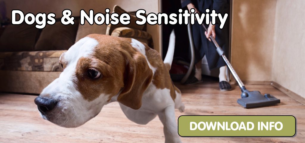 dog noise sensitivity